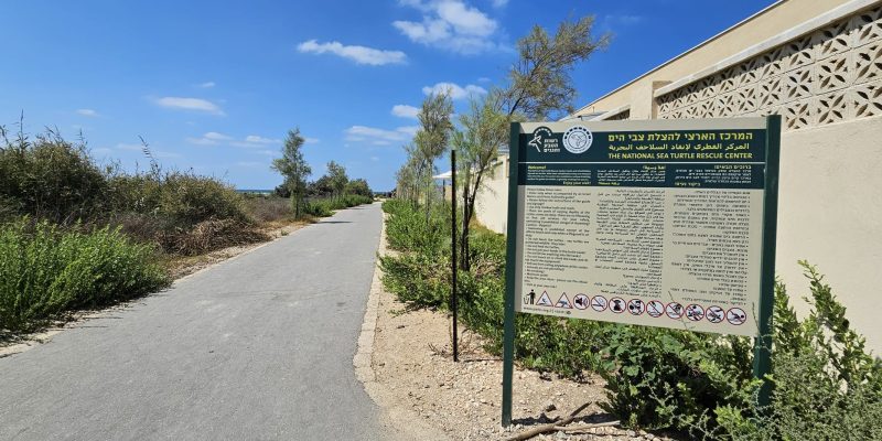 המרכז הארצי להצלת צבי ים במכמורת