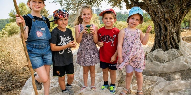 פסטיבל עץ הזית בסוכות 2026 - קרדיט באדיבות השומר החדש.