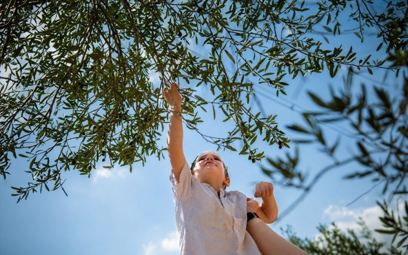 פסטיבל עץ הזית בסוכות 2026 - קרדיט באדיבות השומר החדש.