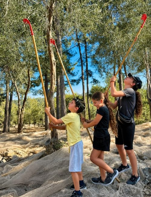 פסטיבל עץ הזית בסוכות 2026 - קרדיט באדיבות השומר החדש.
