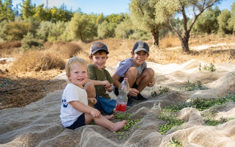 פסטיבל עץ הזית בסוכות 2026 - קרדיט באדיבות השומר החדש