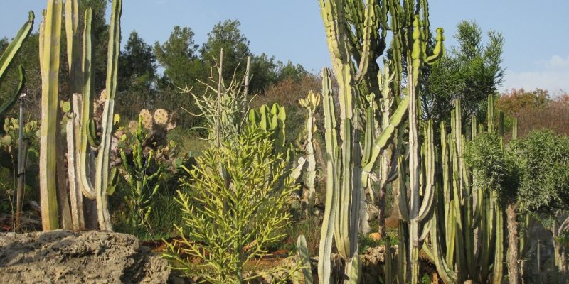 באדיבות: הגן הבוטני של אוניברסיטת תל אביב