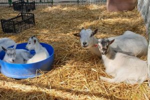 פינת החי בקיבוץ גברעם