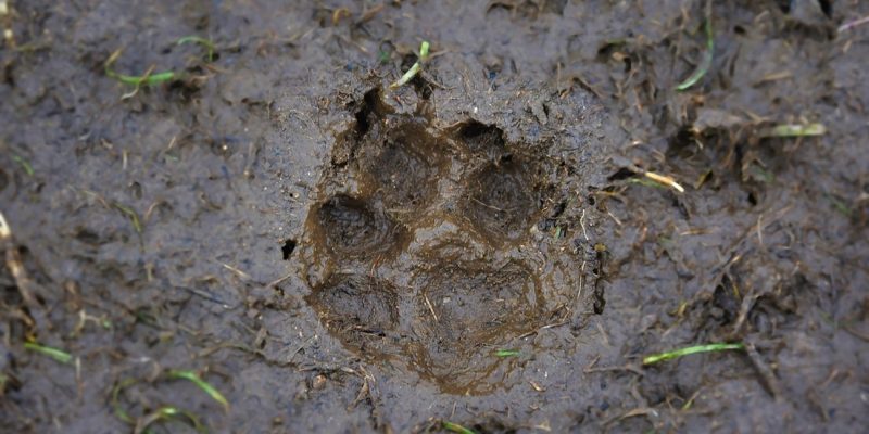 גשש ליום אחד באדיבות רמת הנדיב