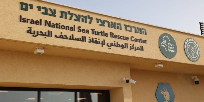 המרכז הארצי להצלת צבי הים, צילום שי אייזקס, רשות הטבע והגנים