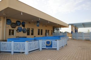 המרכז הארצי להצלת צבי הים קרדיט צילום: שי אייזקס, רשות הטבע והגנים.