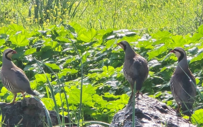 חוגלות סלעים צילום בילאל חלבי