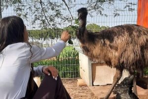 יש חווה כזאת