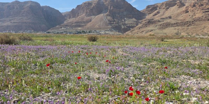פשתנית ססגונית באבנת צילום אנה שולגה