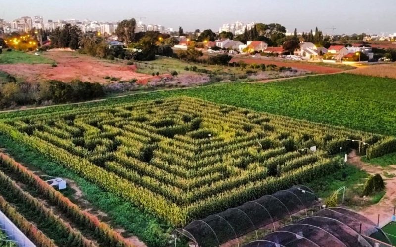 באדיבות: קלחים ומבוכים