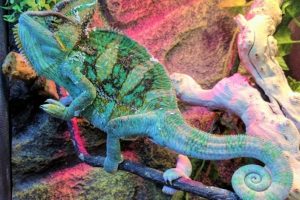 מוזיאון הטבע התנ"כי באדיבות קופונופש