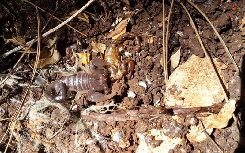 נשל העקרב צילום: אמיר ארנון