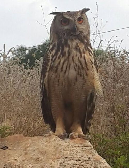סדנת עופות לילה קרדיט רמת הנדיב