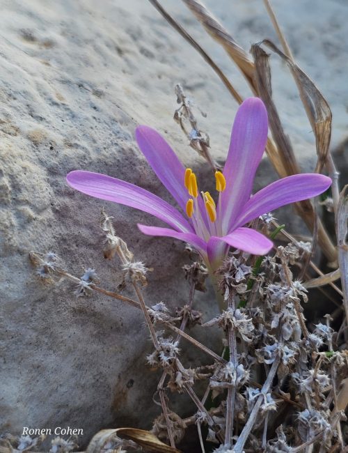 סיור פלאי הטבע באדיבות רמת הנדיב צילום רונן כהן