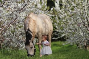 פריחת הדובדבן בחוות הסוס והדובדבן צילום יערית טובול