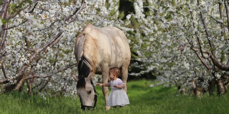 פריחת הדובדבן בחוות הסוס והדובדבן צילום יערית טובול