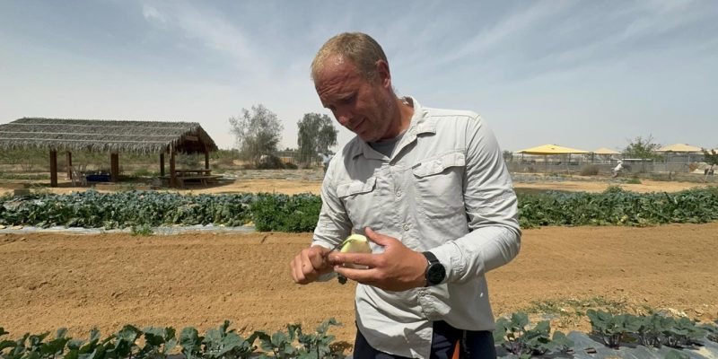 קטיף במשק ניצנה צילום איה דבורין תקשורת