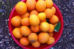 קטיף עצמי תפוזים